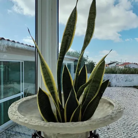Camelia-vieira De Leiria 3 Mn Praia